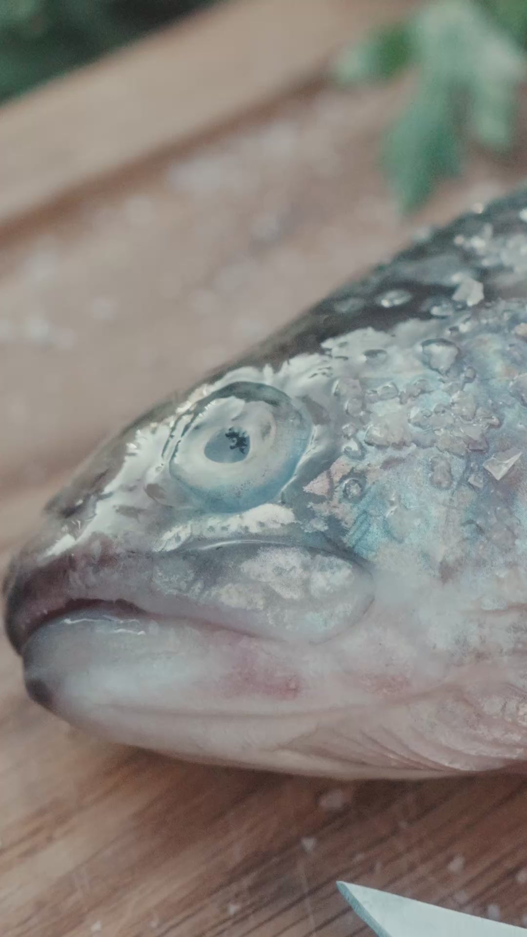 ALPHA EXTREME GRIP | S–XXL | 50 Stück | Massiver Grip